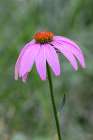 Purple cone flower, Echinacea Art Print